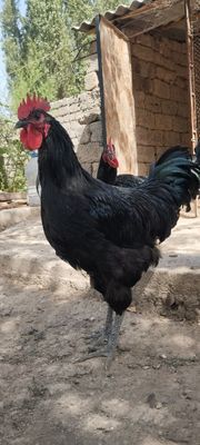 Jersi gigant joja horozlari