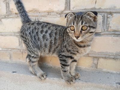 Скотч фолд чистокровная