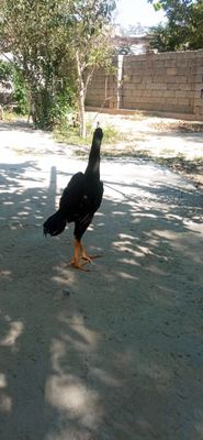 Xuroz sotiladi turk kareya