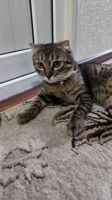 Один кот скоттиш фолд второй кошка британская короткошерстка