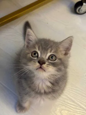 Продам котят / mushukchalar sotiladi