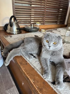Scottish fold шотландская вислоуха вязкага