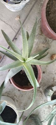 Aloe vera