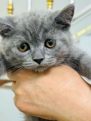 Зотдор мушук британская кошка