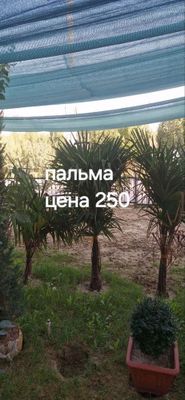 Пальма дарахт сотилвотти