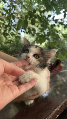 Ребёнок кошки в семью