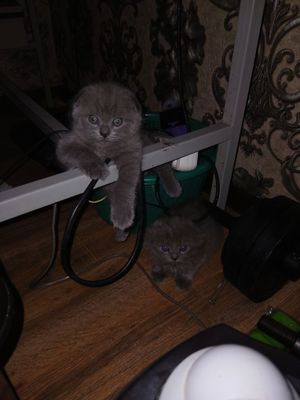Продаётся котята