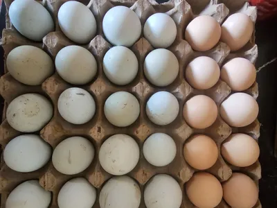 Инкубацияга тухум,ухлейилюй,кора шахзода,австролорп тухумлари.