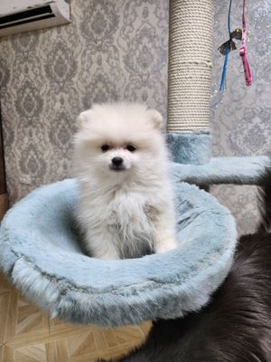 Продается собака