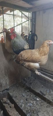 Продаются куры несушки, домашние