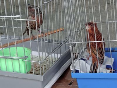 Тайор паралар канарейкалар