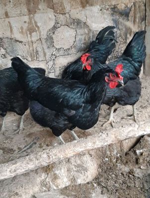 Qora shaxzoda jojalari bor 1 oylik 2 oylik