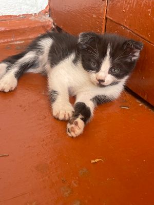 Продам вислоухих котят не дорого