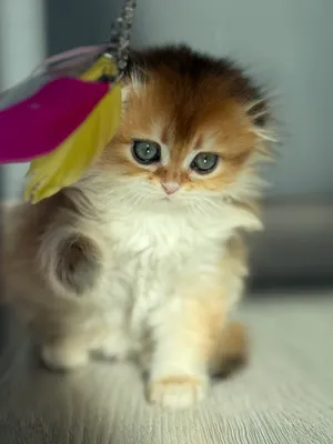 Продается плюшевый мальчик золотой шиншила