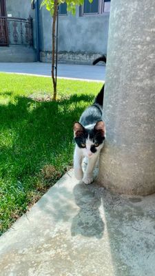 Scottish Straight кошка