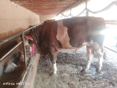 Semental buqa sotiladi