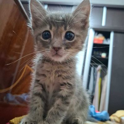 Котенка ищут себе дом
