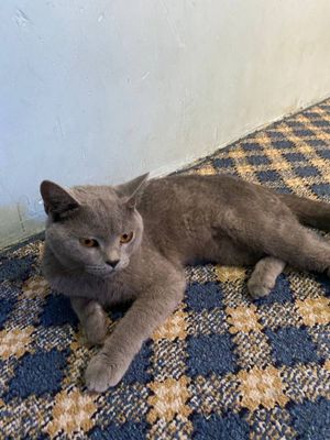 shinshila erkak