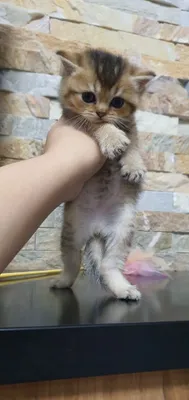 Скотиш страйт мальчик