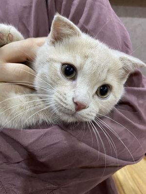 Скоттиш фолд мальчик