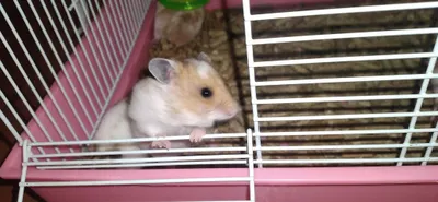 Молодые хомяки Смотрите 7фото Читайте описании