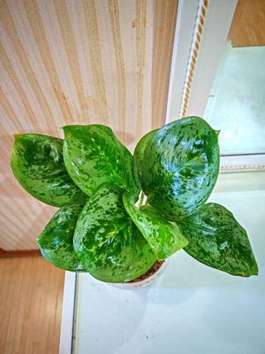 Аглаонема Лемон Минт (Lemon Mint)