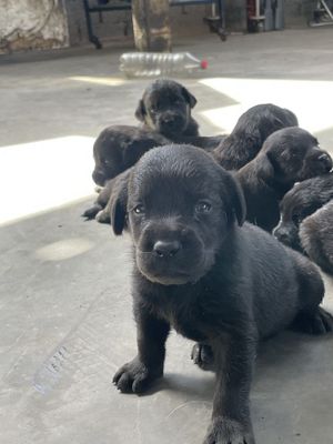 Labrador ritriver