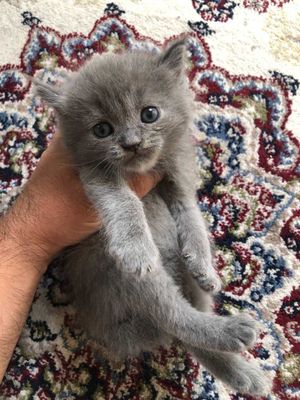 Скоттиш породеш чистый