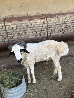 Qochqor sotiladi shishak bara