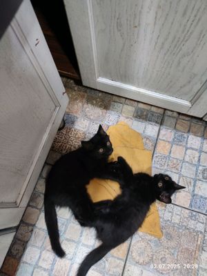 Котята