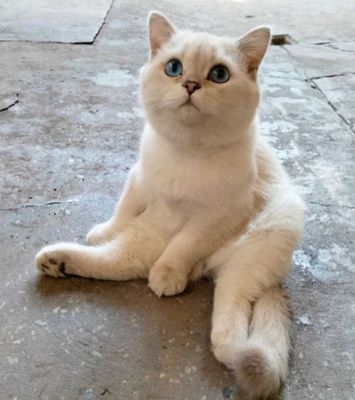 кот