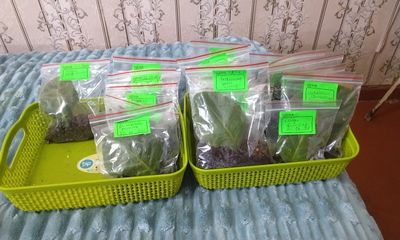 Продаются листочки глоксиний укоренёные 8000с