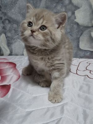 Продаются чистокровные шотландские скоттиш страйт и скоттиш фолд