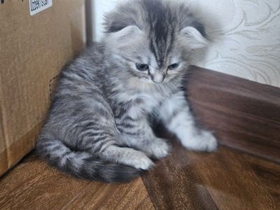 Scottish Fold toza qon