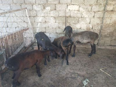 Urgochi 5oylik qozilar