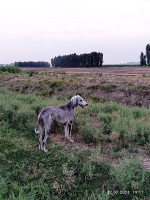 Tozi zotli kuchuk sotiladi