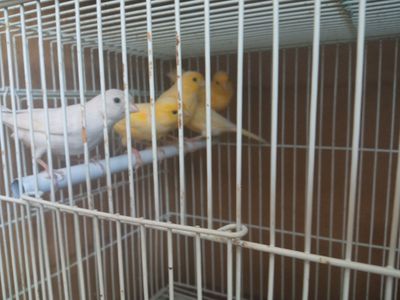 птицы