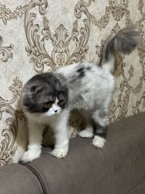 Шотладская вислоухий длинношерстний фолд