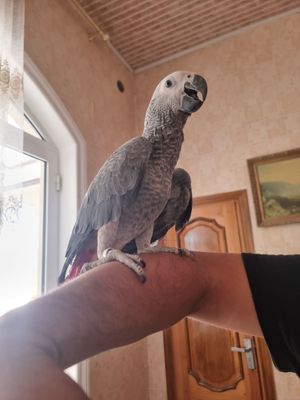 Жако 4 ойлик катта йирик куш
