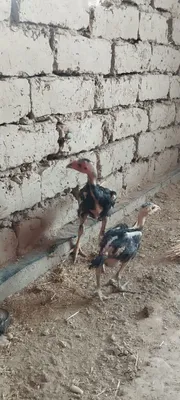 Dakan xuroz zoti tozza