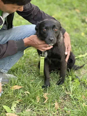 Чернышка пристраивается