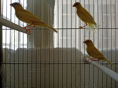 Канарейка сотилади