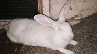 продаётся домашняя кролчиха породы великан