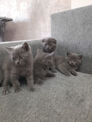 продаётся породистые котята