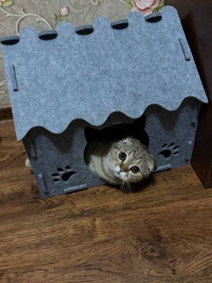 Кот на вязку шотланский вислоухий