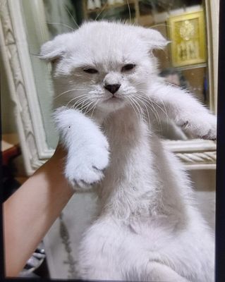 Продаются Котята шиншиллы чистокровные