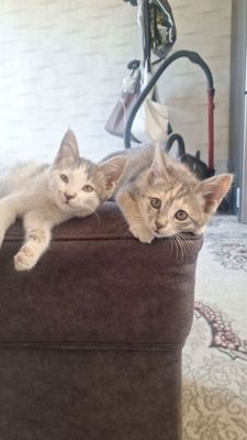 Котёнка Домашний