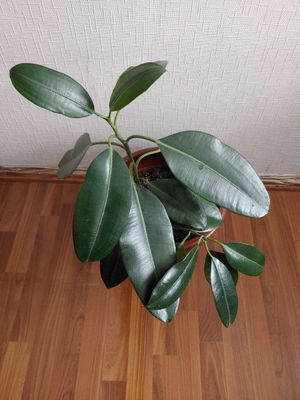 Продам фикус каучуконосный