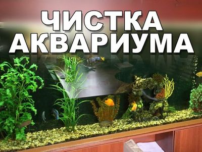 Чистка аквариума. Обслуживание, оформление аквариума.