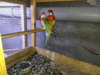Assalomualekum Raziella par sotiladi 1 bolasi bilan